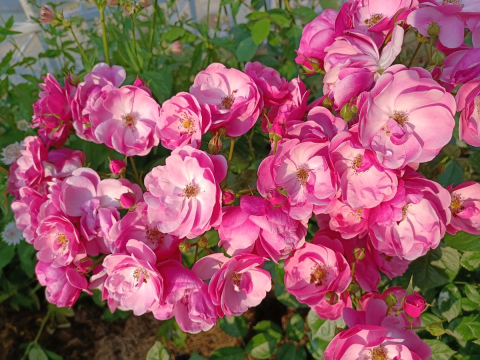 Ноябрь — идеальное время для черенкования растений