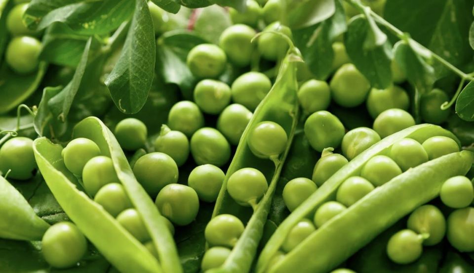 Горох в огороде: когда и как правильно его сажать?