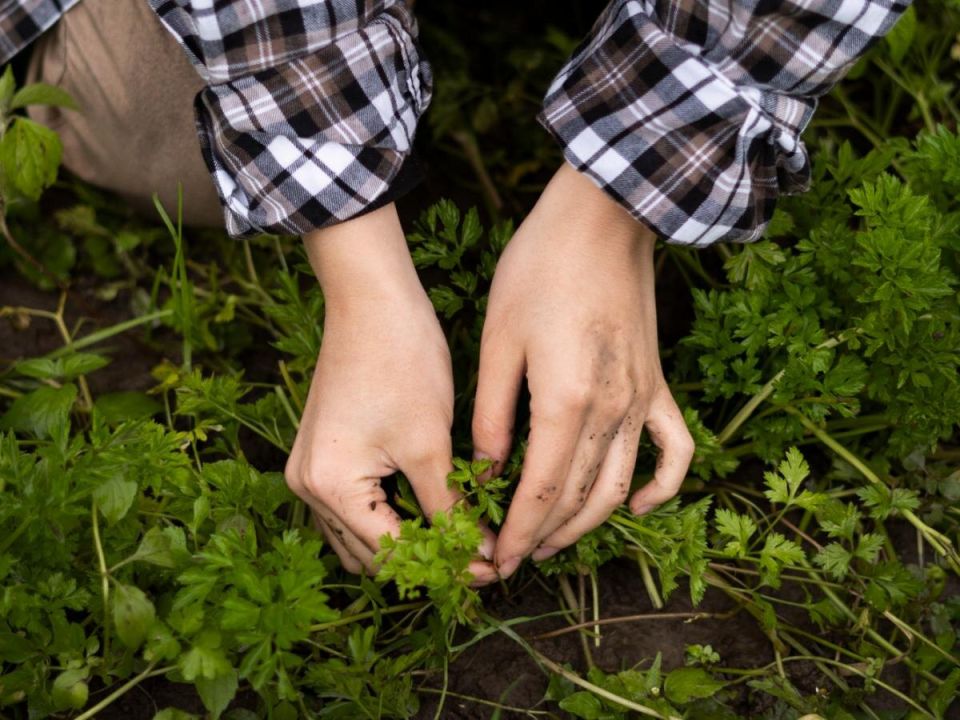 Гербициды: ваши помощники в борьбе с сорняками