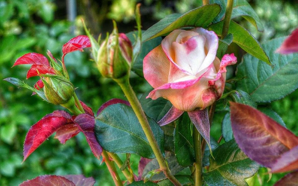 Как защитить розы от болезней: советы по уходу