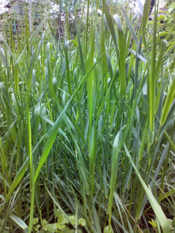 Сорняки, которые стоит любить: неожиданные друзья вашего сада