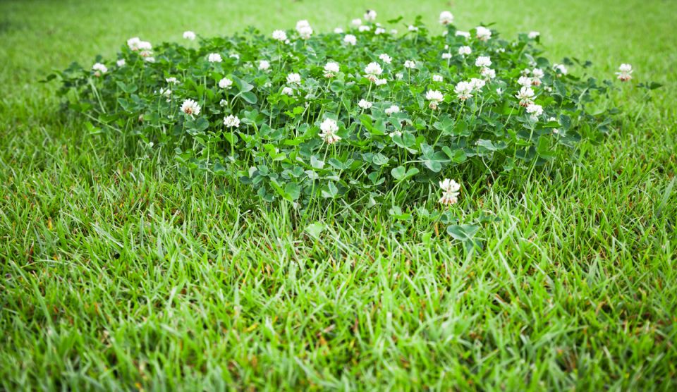 Клевер вместо привычного газона: новая волна в садовом дизайне