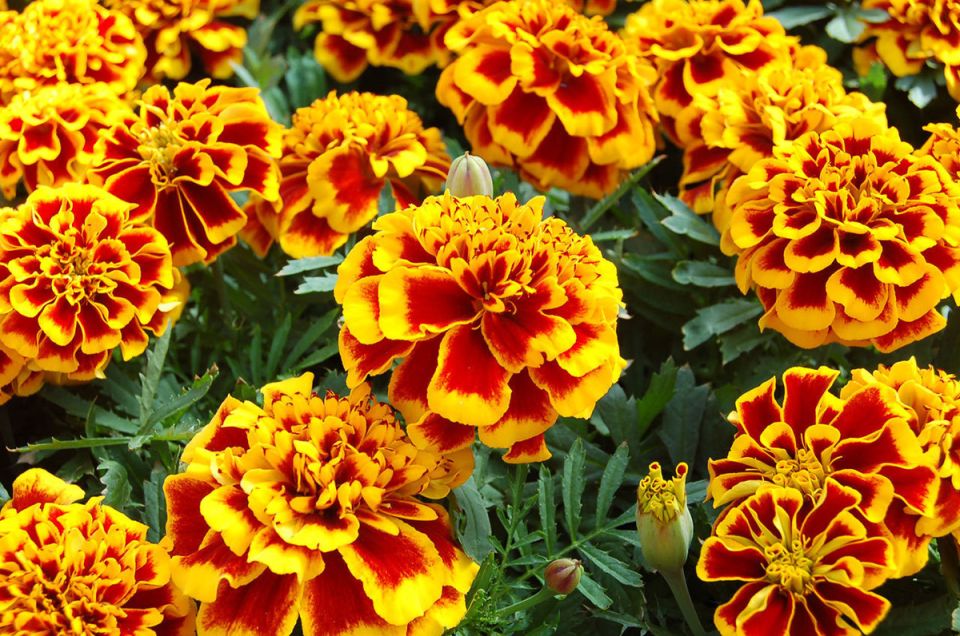 Секреты яркого цветения бархатцев