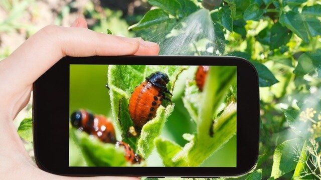 Сразитесь с колорадским жуком: эффективные методы борьбы с вредителем