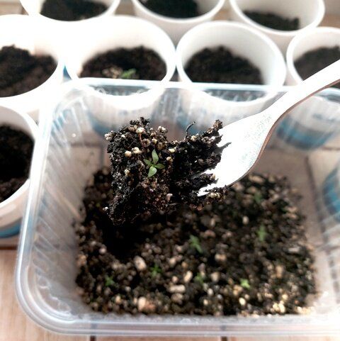 Как правильно пикировать эустому