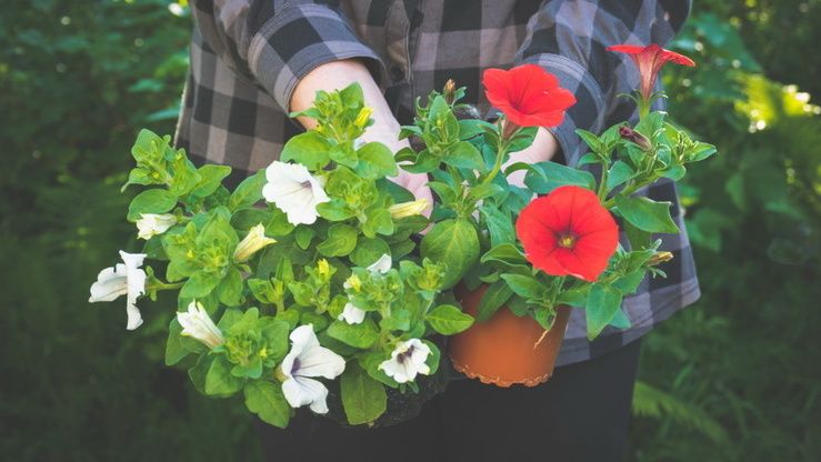Как вырастить петунии к маю: секрет ранних посадок и советы опытных садоводов