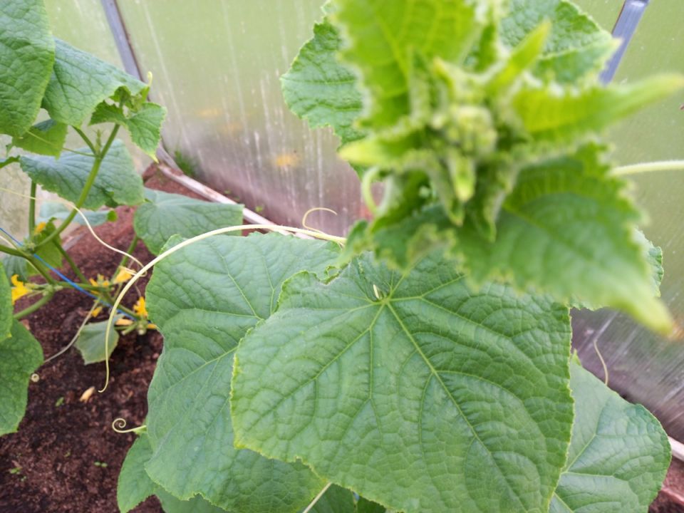 Как простая соль может преобразить ваши огурцы: эффективные секреты дачников