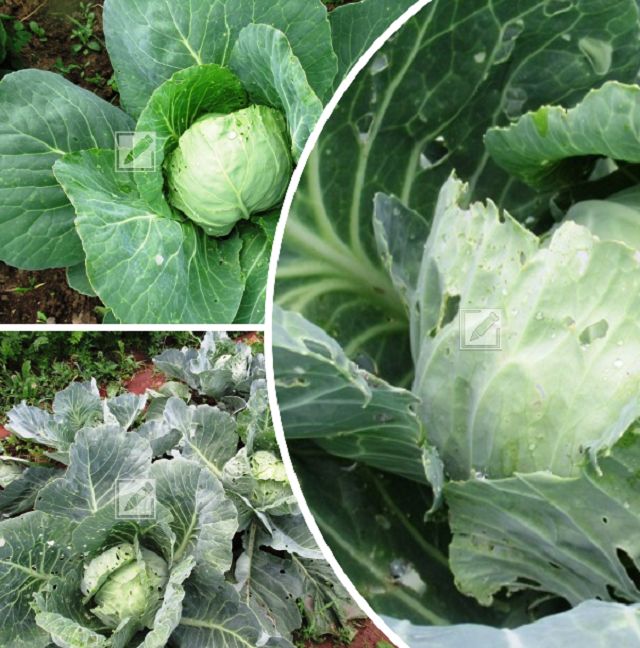 ��� �������� ������� �� ������� � ������� ����������� �������� �������