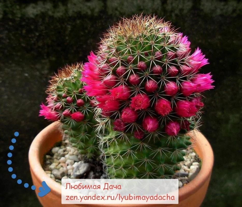 ��� ��������� ������� ������: ������� ��������� �����