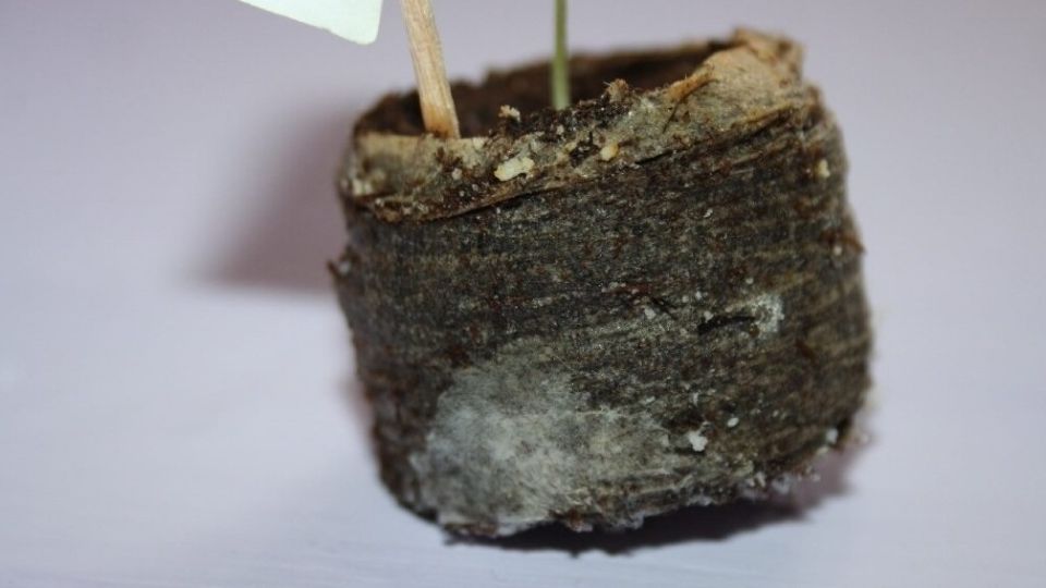 Как обычные газетные стаканчики стали лучшим решением для рассады