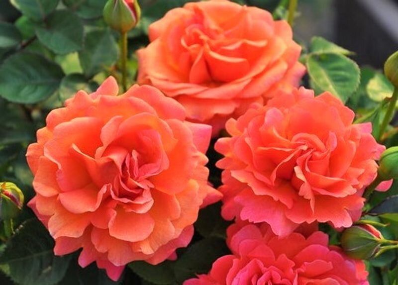 ������������ ������� ���� Easy Does It: ������� � �����������