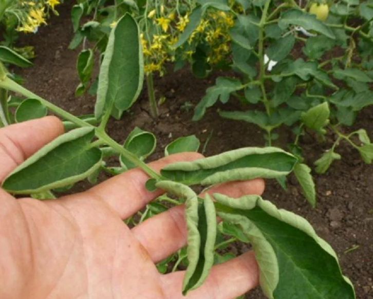 ������ ��� �������: ��� ������������ ����� �������� �������� � ����