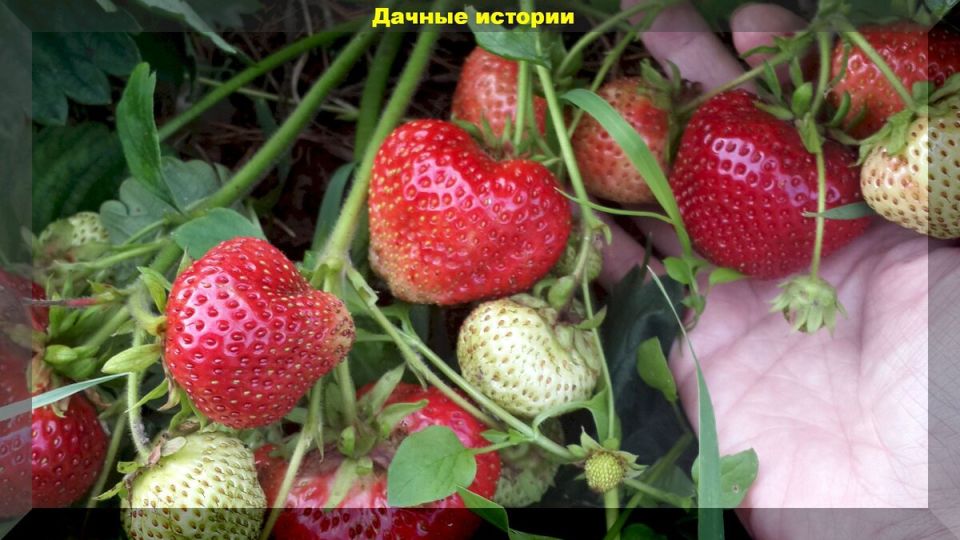 ��� ��������� ��������� �� ������������ ��������� ������