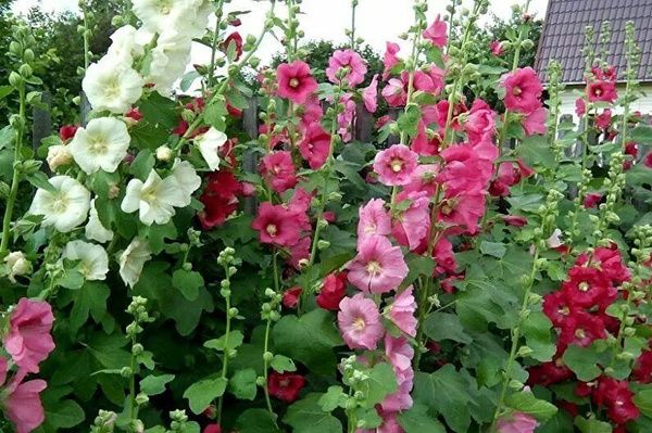 Как превратить двулетники в многолетники: секреты успешного сада