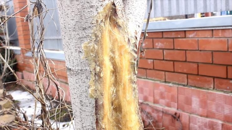 ������ ������ ��� �����: ��� �������� ������� �� ����������