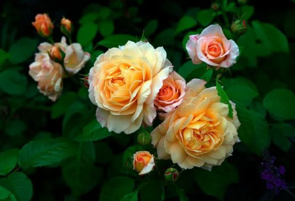 Как восстановить розы после зимы: секреты здорового цветения