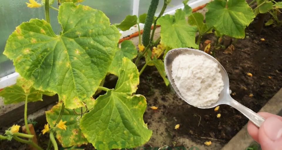 ��� ������ ������ �� ������ �������: ������� ������ ��� ��������