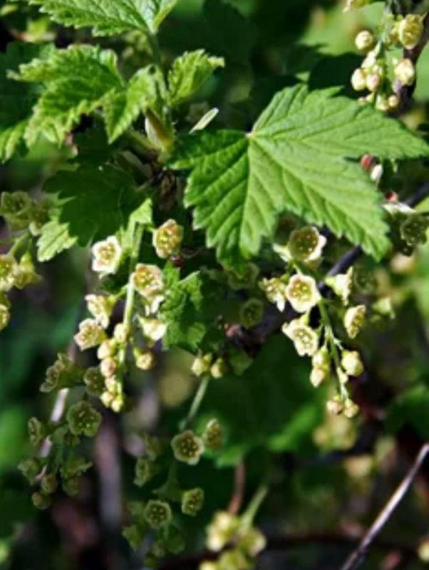 ������� ������� � ������� ���������: ��� �������� ������ ����������� �� ����