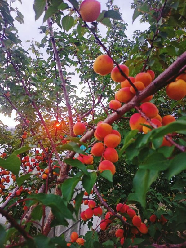 ������ ��� ����������� ������� �� ��������: �������� �������