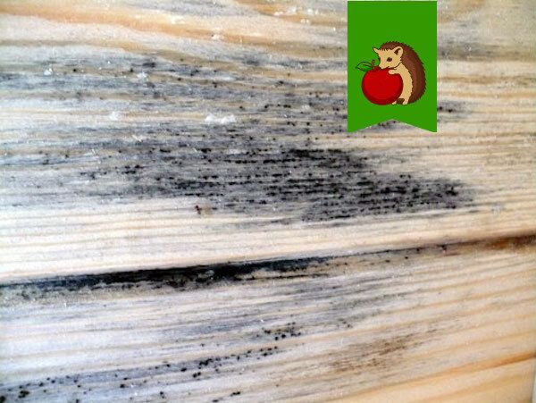 Плесень в бане: почему это проблема и как ее решить