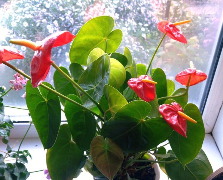 ��� ��������� ���������� �������� � ������� ��� ���������