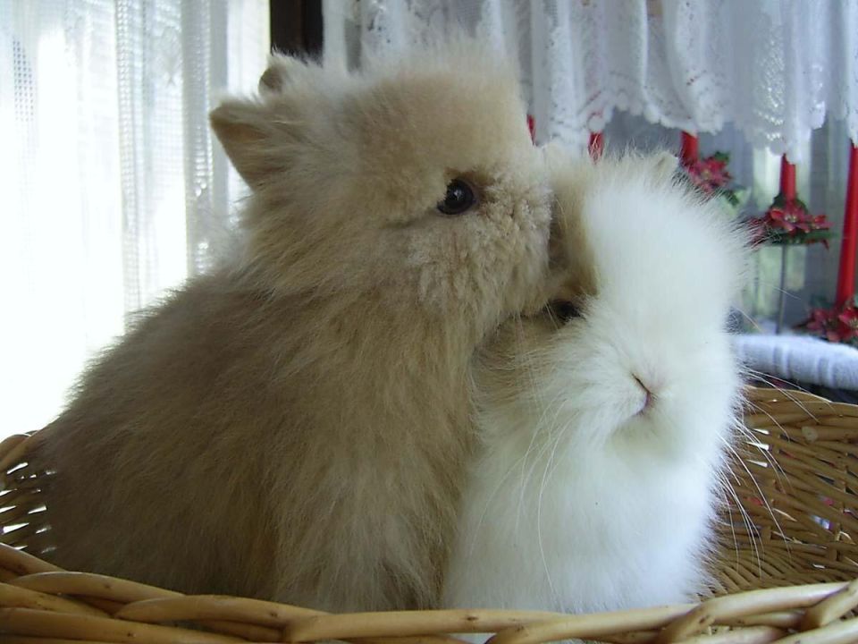 ������ � �������� � ������ ������: ��� ������� �� ����� ����������?