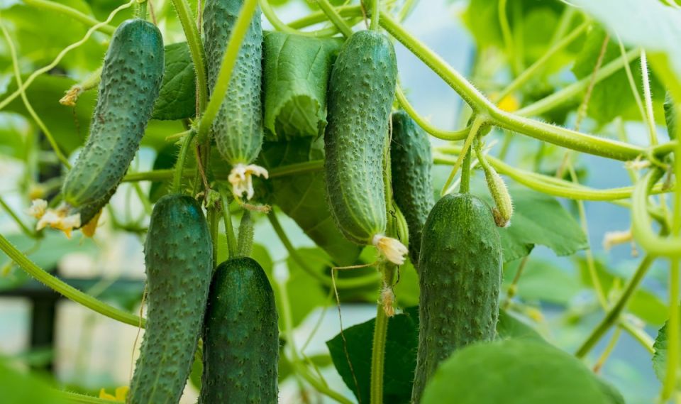 ��� �������� ������� �������� ��������� ������ �����