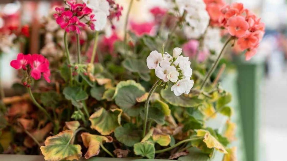 ��� ������ ������ �� �������� ��������: ��� ������� ���� � ��������������