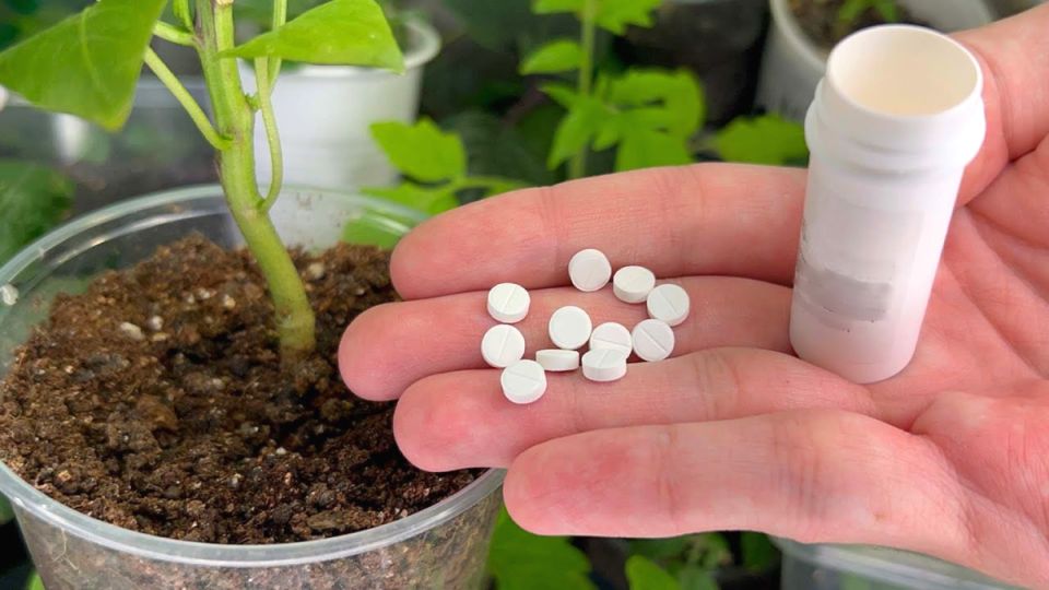 ��� ���� �������� ����������� ������� ������� � ������� ��������