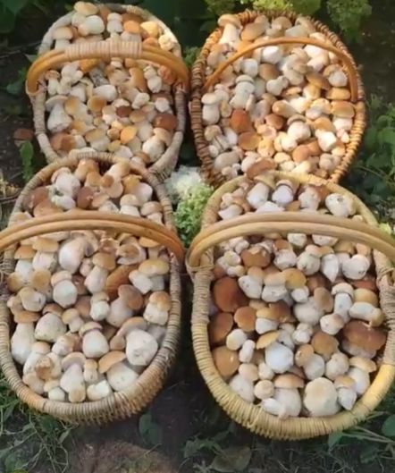Грибные богатства России: июльские загадки местного урожая