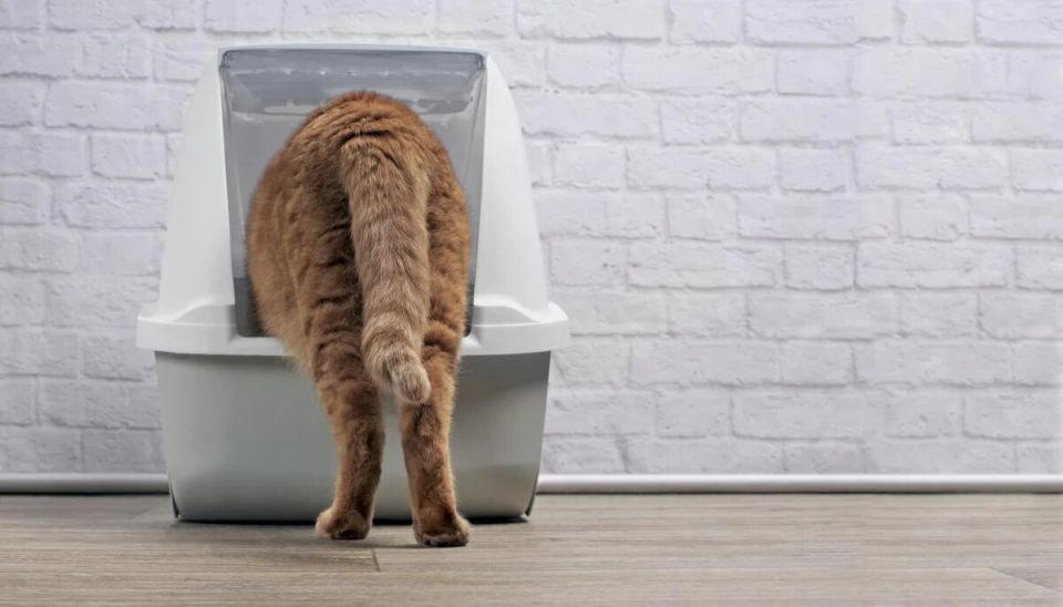 ��� ������� ��������: ��� ������, ���� ����� �� ����� � �����