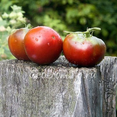 ������ ������: ����� � ��������������� ������ � ��������� ������