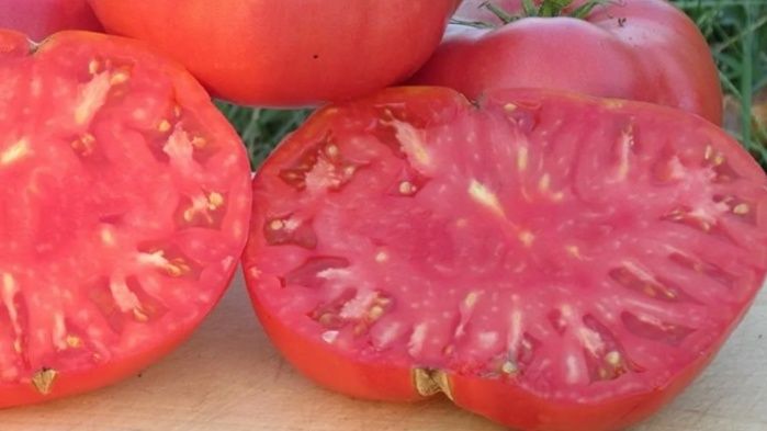 ��� ������� ���� �������: ����������� ������ ������ ���������