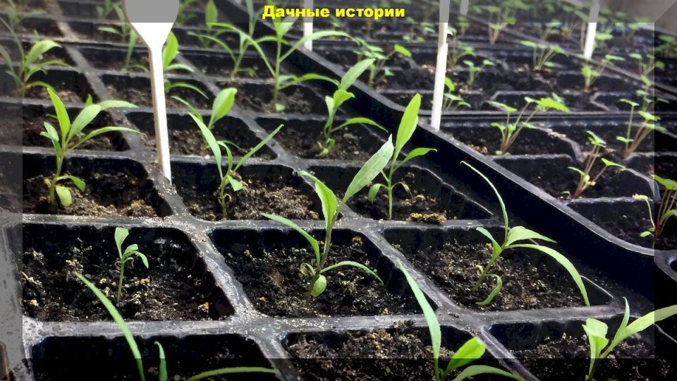 ������ � ����� ��� �������, ����� ��������� ������� ������ � ������