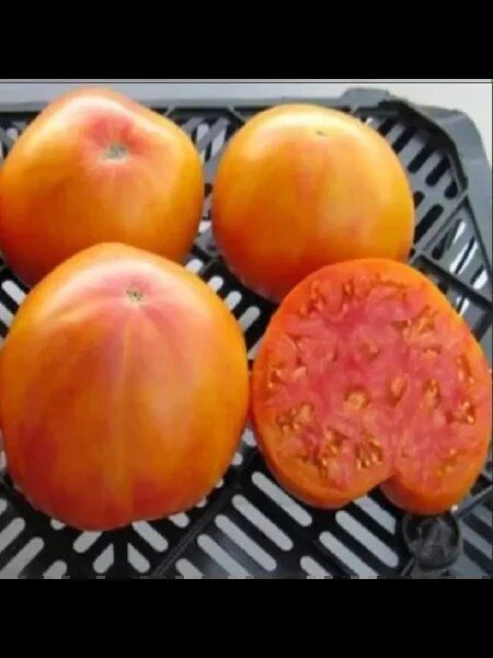 ����� ������ �����: ����� ����� � ������� ��������� �����������