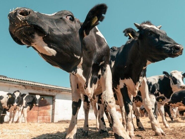 Как вырастить и приготовить мраморную говядину по крымским методикам