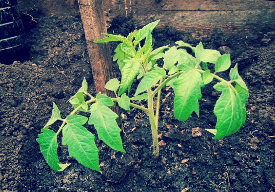 ����� ���� ������� ���� � ������ ��������� � ����������� � ��� �������� ��� ������� ��������