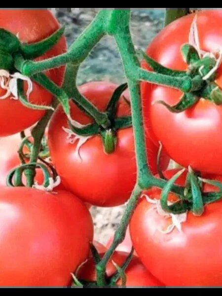 ����� �����c�� � �������: ��������� ������� ��� ����������� ������