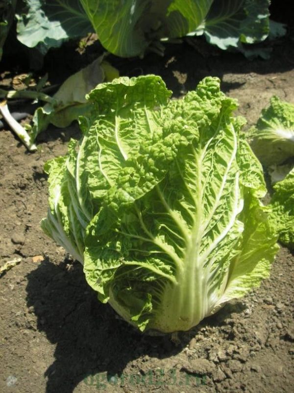 ������ ��������� ������� ����� �� ��������� ����� � ��� � ���� ����