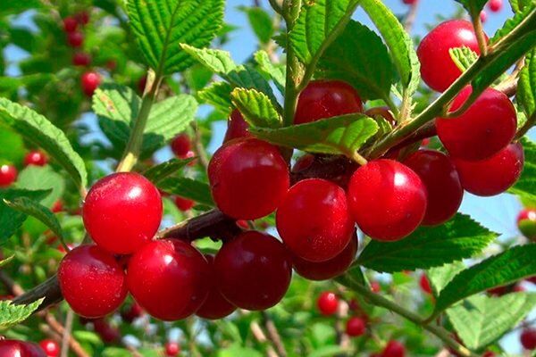 ��������� ������� ��� ����: ����� ������� � � ����������� �����������