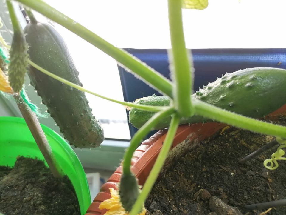 Что сажать в феврале на рассаду и как выбирать сроки для баклажанов и перцев