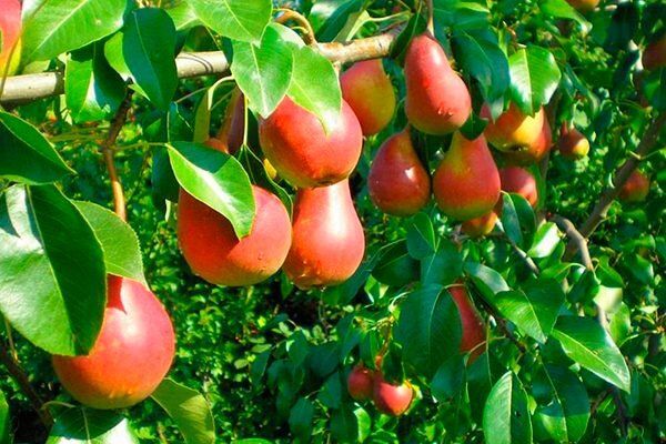 Ника — карликовая груша с морозостойким характером и богатым вкусом