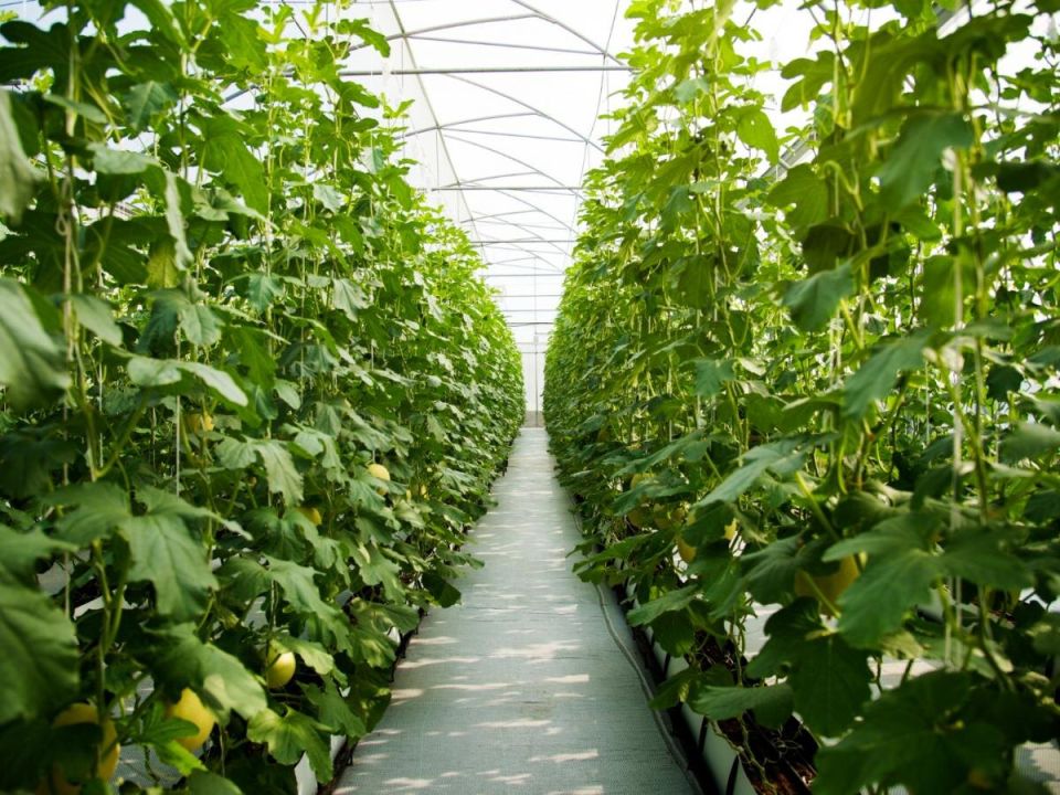 ���������� ������� � ����: ������� ������ � ��������