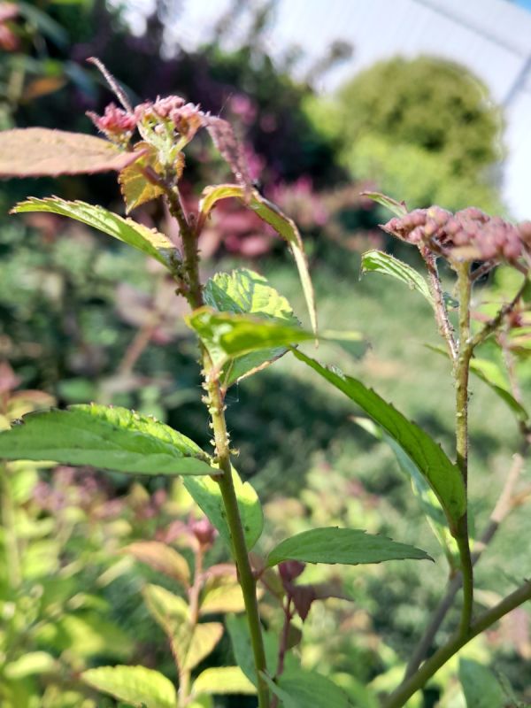 ��� ���������� ���������� �� ���: ����������� ������ ������