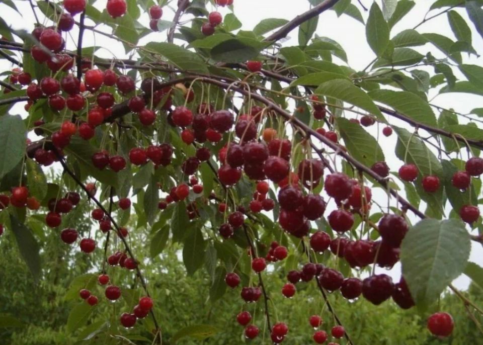 ������ ���� ����� �� ����������: ������� ������ � ����