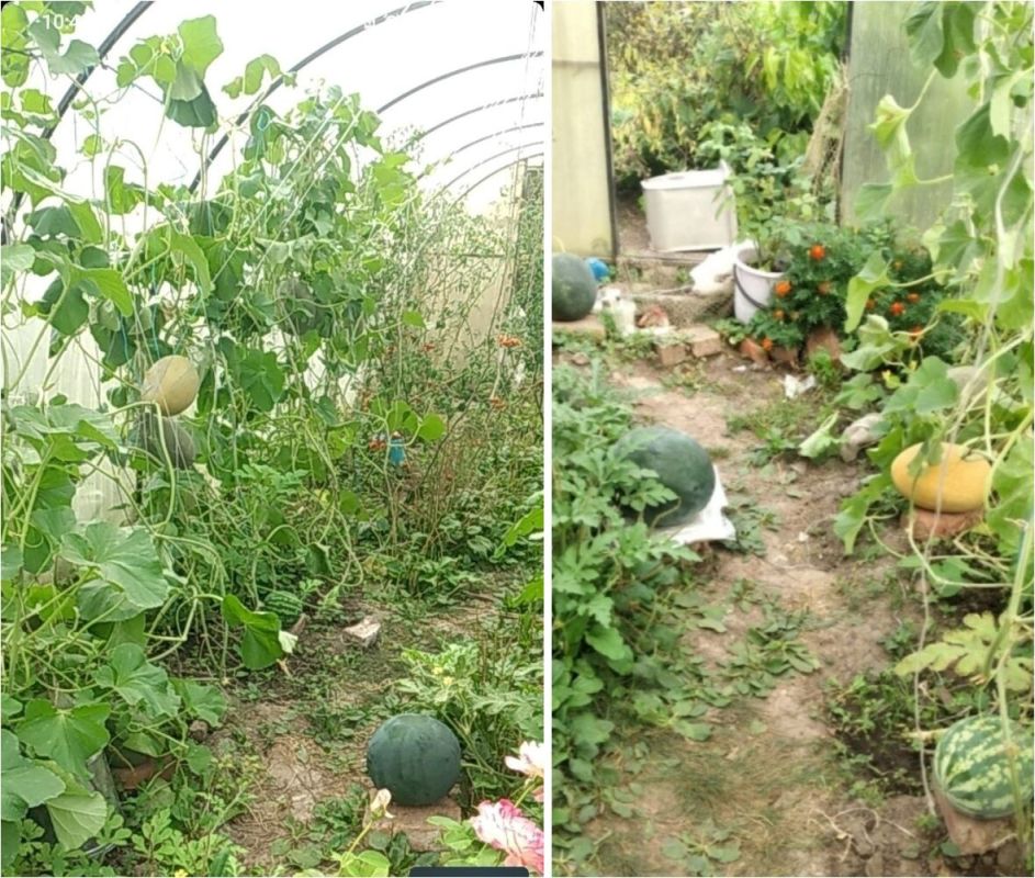 Татьяна рассказывает, как арбузы и дыни вытеснят томаты из теплицы