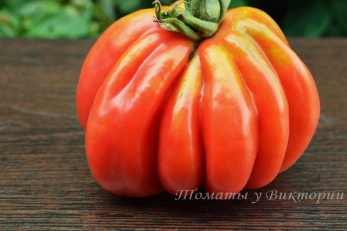 Томат Питанга красная: сладость и оригинальность в вашем саду