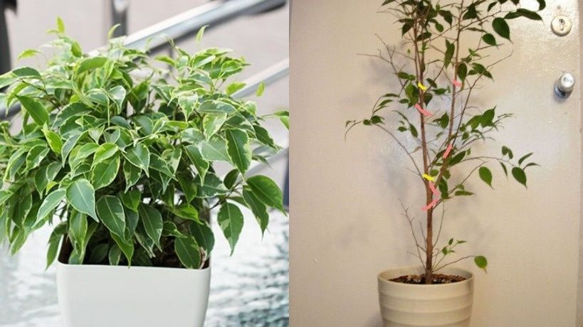 ��� ������� � ����� ����� ����������: ����������� ������ ��������������