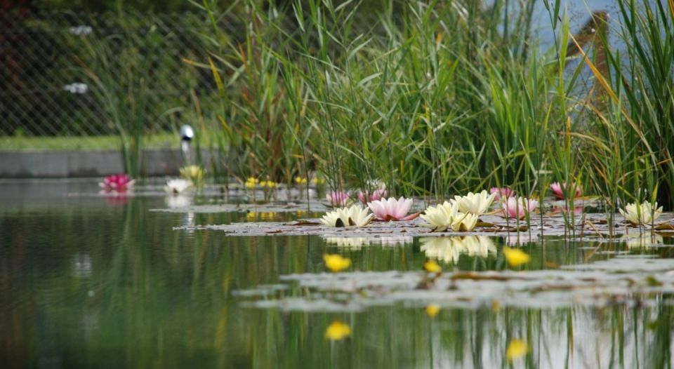 Как водные чаши меняют атмосферу сада