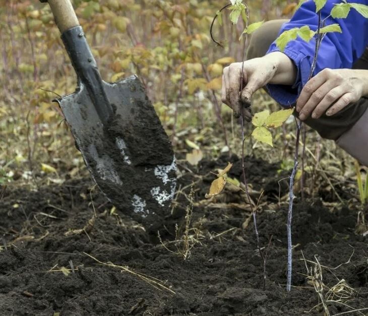 ������� �������: ��� ���������� � ������� ��� �������� �����